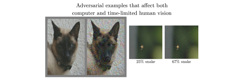 Adversarial examples that affect both computer and time-limited human vision - 개와 고양이 사진 비교