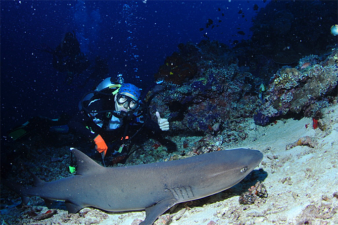 생각보다 온순하며 항상 같은 곳에서 잠을 자는 상어. 이것은 화이트 팁 상어(White Tip Shark)의 모습 